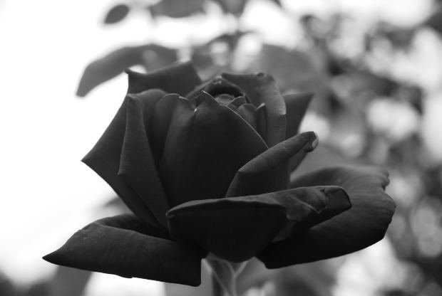 black-rose.jpg