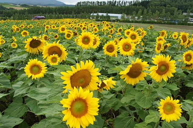 Japan-Hokkaido12802-1234.jpg