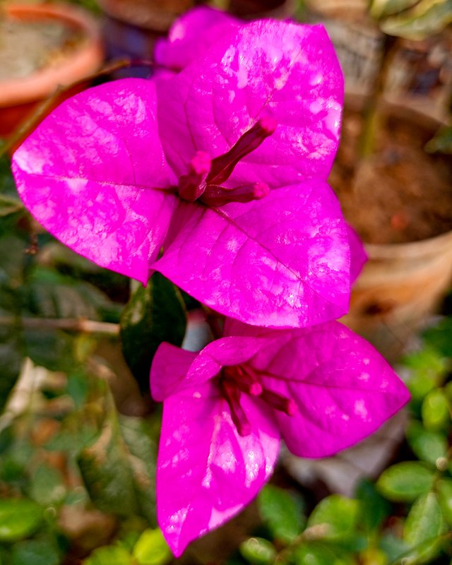 IMG20250128094142.jpg
