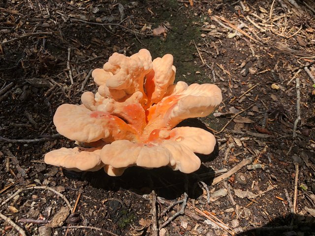 Laetiporus sulphureus (chicken of the woods).jpg