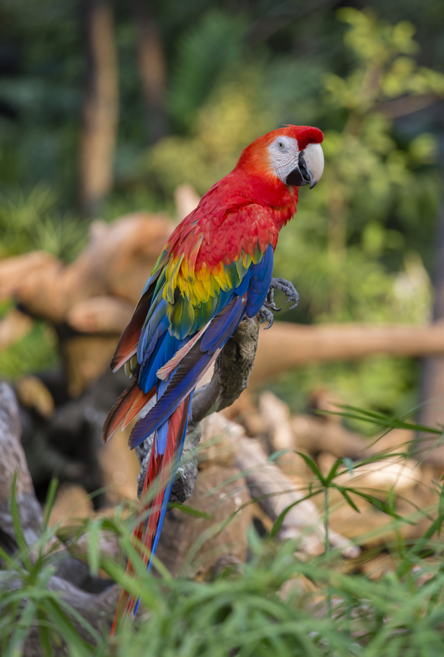 AMAZON BIRDS #2.png