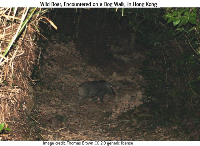 Wild Boar Hong Kong2 _Sus_scrofa Thomas Brown 2.0.jpg