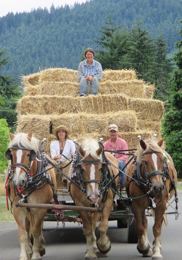three-abreast-hauling-hay.jpeg