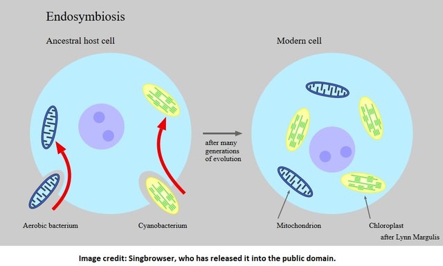 endosymbiosis2 Signbrowser public.jpg