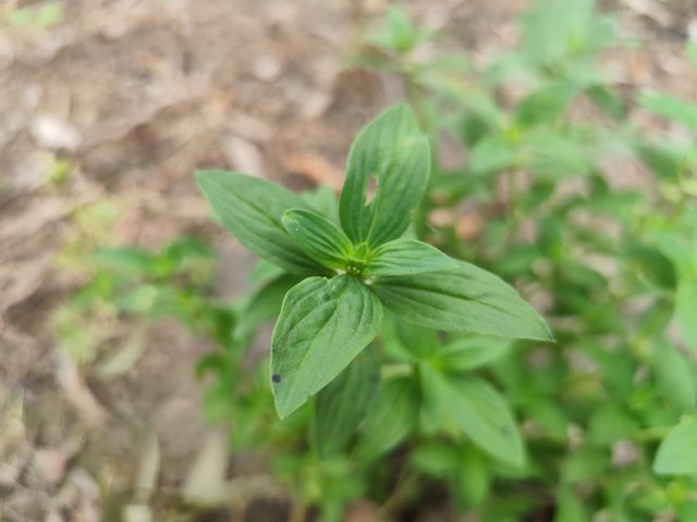 IMG_20250604_091202_1.jpg