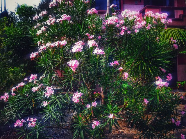 Ulography Cherry Blossom Like Tree In Our Backyard Steemit