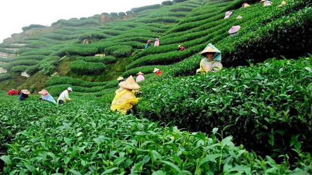 tea garden.jpg