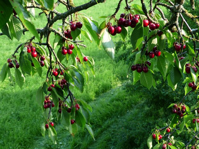 cherry-167337_1920.jpg
