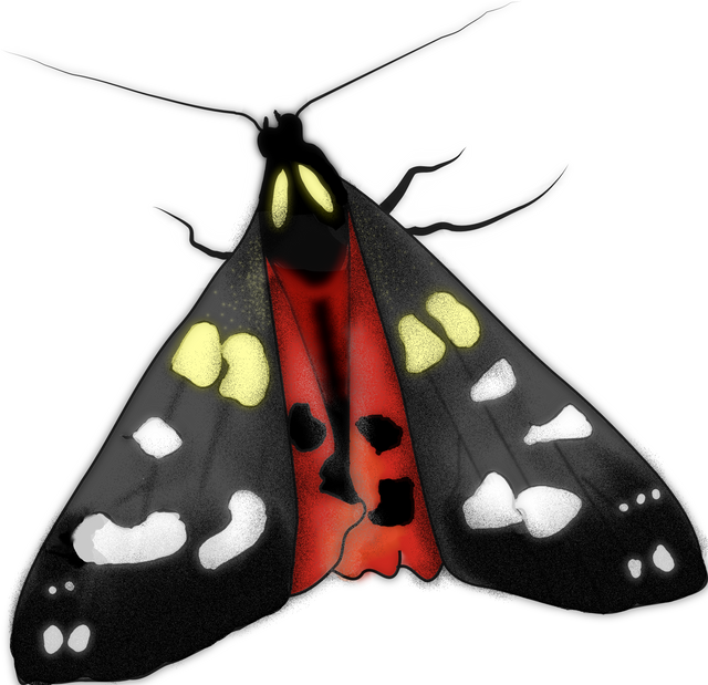 scarlet_tiger_moth_colour_3.png
