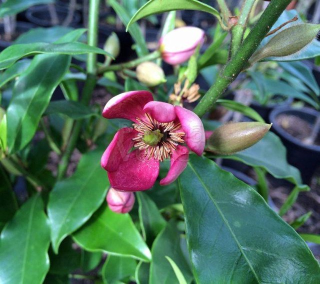 bloemen-flowers-michelia-figo.jpg