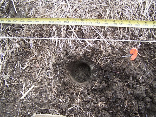 Garlic - BulbTone in hole crop Oct. 2018.jpg