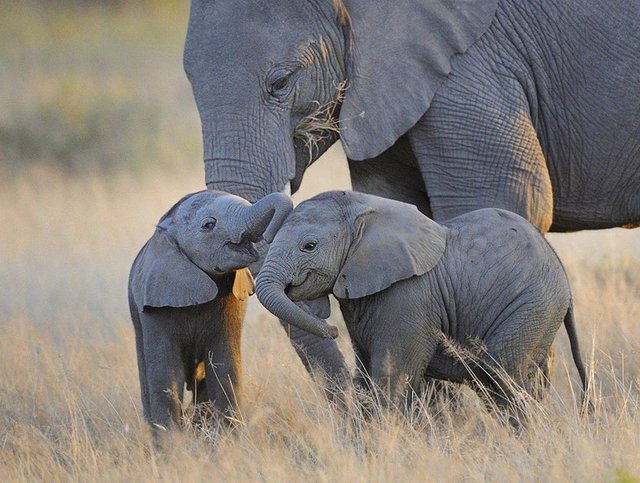 baby-elephants.jpg