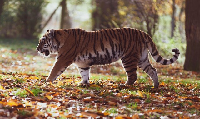 amur-tiger-4155922_1280.jpg