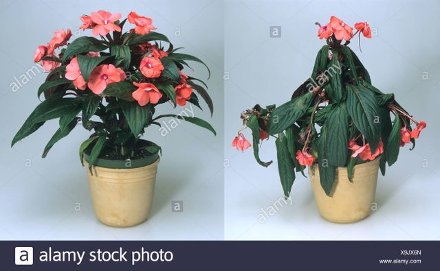 house-plant-impatiens-new-guinea-hybrid-before-and-after-watering-wilted-cv-recovered-X9JX6N.jpg