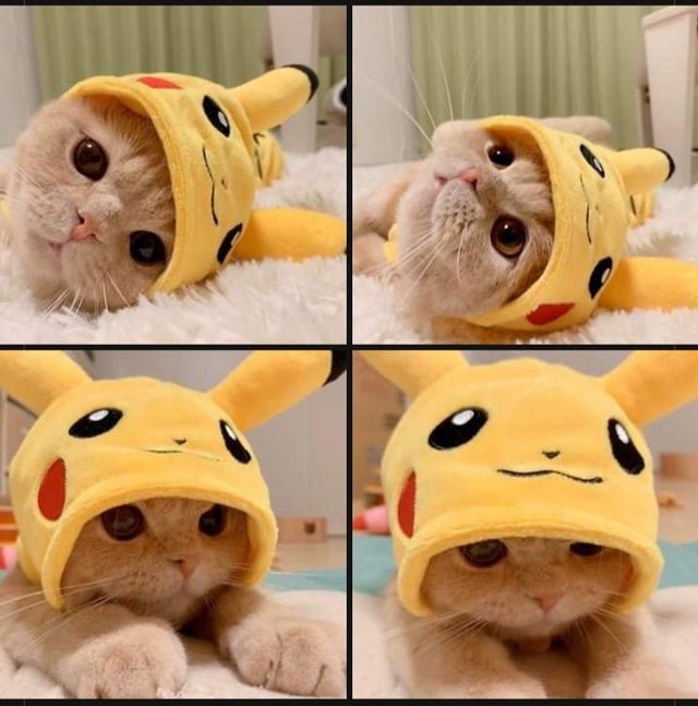 pikachu cat.jpg
