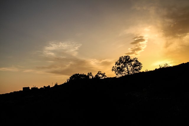 sunset-crete-tree-shadow-#0053.jpg