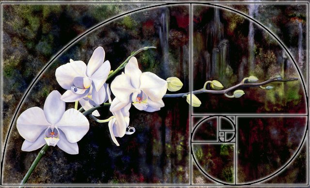 Orchids - Fibonacci.jpg