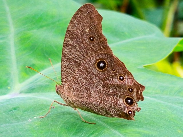 butterfly (1).jpg