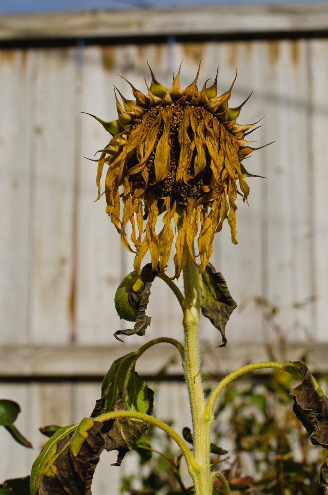 The dead dry old sunflower.JPG