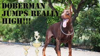 EUROPEAN DOBERMAN.jpg