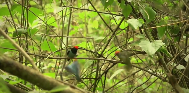 13.-Iguazú-Bailarin-Azul-3.png