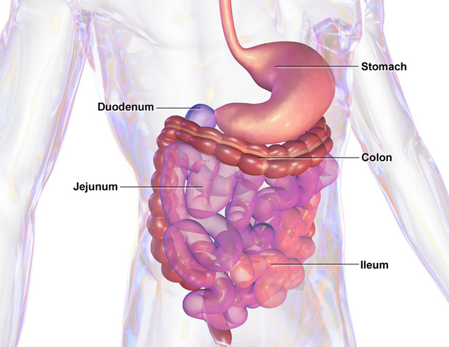 Blausen_0432_GastroIntestinalSystem.png