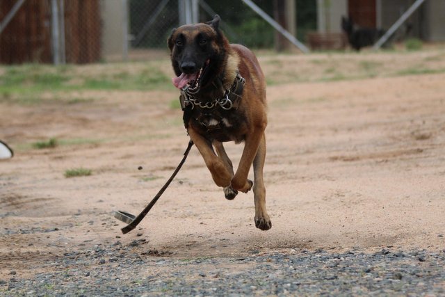 belgian-malinois-gefbc029a7_1920.jpg