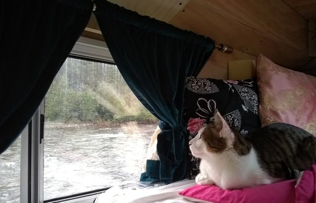 River - Xiao Meow Window.jpg