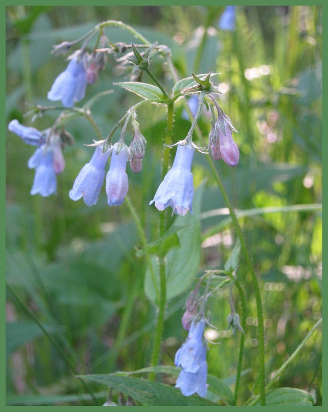 close up of lungwort flowers.JPG