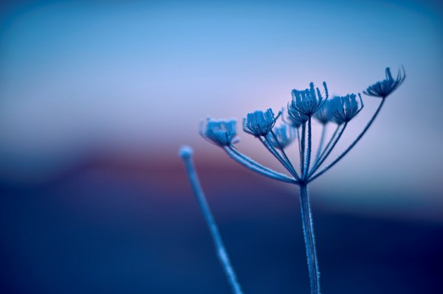 Umbellifer before Beinn Dearg.jpg