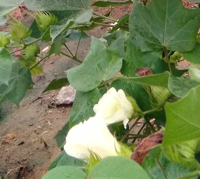 cotton flower.jpg