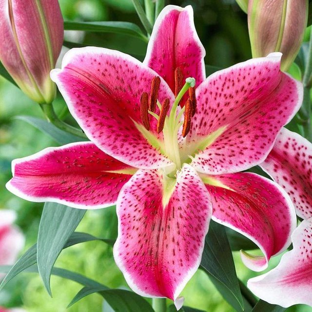 oriental-lily.jpg