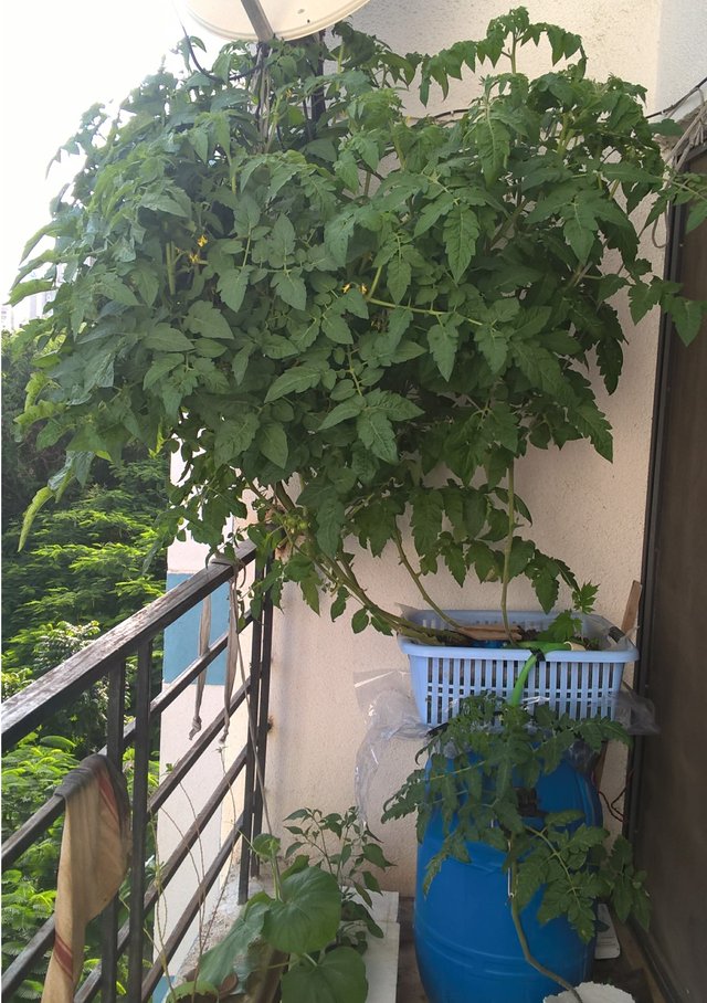 tomato plant.jpg