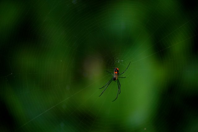 spider on web.jpg
