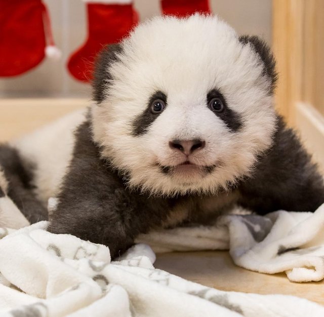 GERMANY-ANIMALS-PANDA.jpg