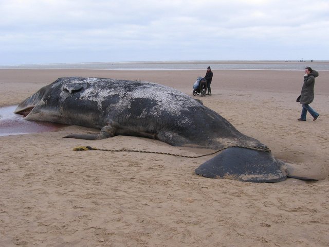 sperm-whale-gc98c805fb_1920.jpg