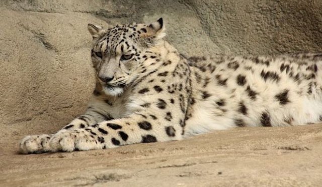 640px-snow-leopard-zurich-zoo-03.jpg