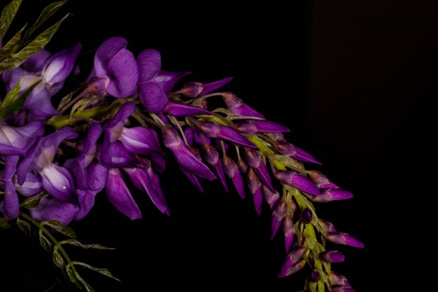 Purple Flower.jpg