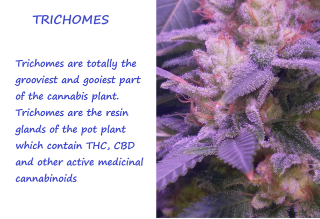 TRICHOMES.png