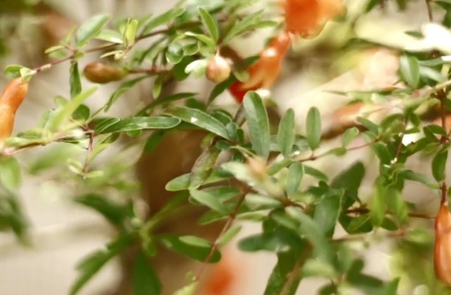pomegrana-bonsai-1.jpg