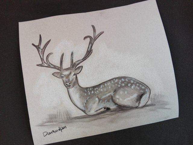 deerdrawing(7).jpg