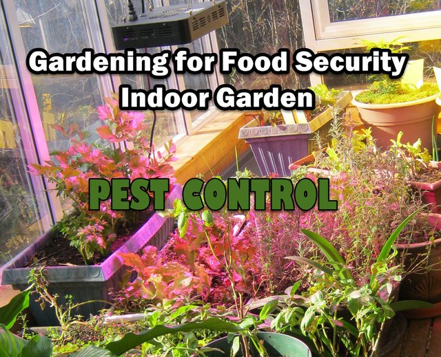 Gardening for food security PEST CONTROL plants in Sunroom.JPG