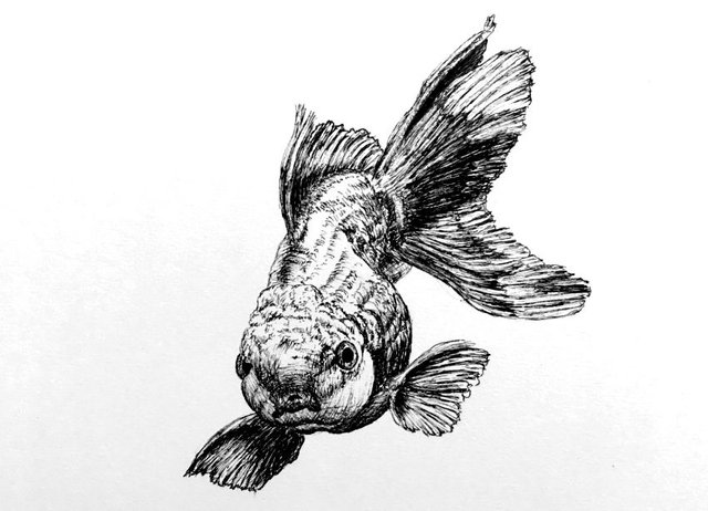 goldfish-pen-drawing.jpg