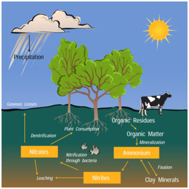 NASA Nitrogen Cycle.PNG