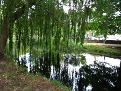canal_weeping willow IMG_20180825_144857212.jpg