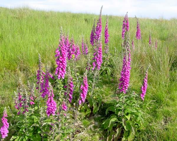 digitalis-purpurea1.jpg