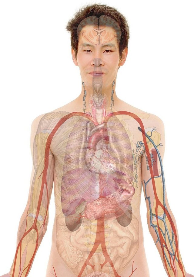 anatomy-254129_1280.jpg