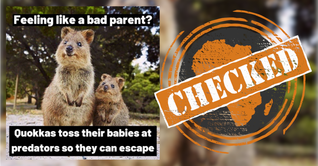 Quokkas false meme info.png