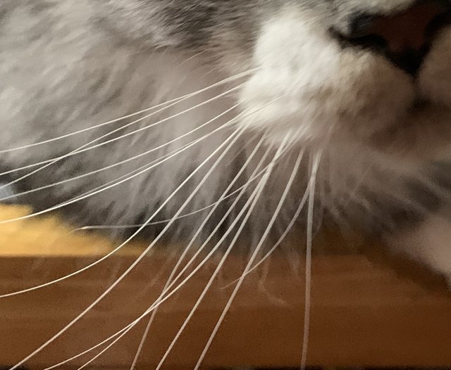 Cat whisker1.jpg