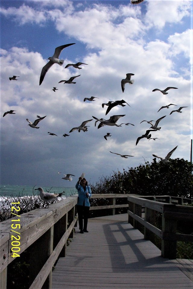 many birds beach.jpg